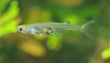 Danionella cerebrum: Το ψάρι των 12 χιλιοστών που μπορεί να παράγει ήχο που ξεπερνά τα 140 ντεσιμπέλ! (βίντεο)
