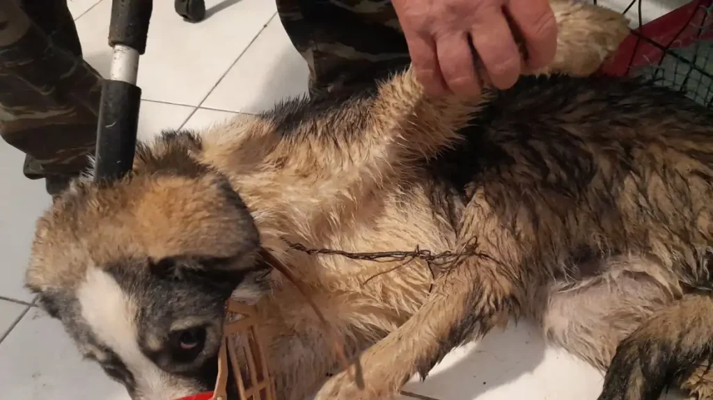 Νέα κτηνωδία στα Μετέωρα: Έδεσαν με σύρμα ένα σκυλάκι και το πέταξαν σε χαντάκι με νερό