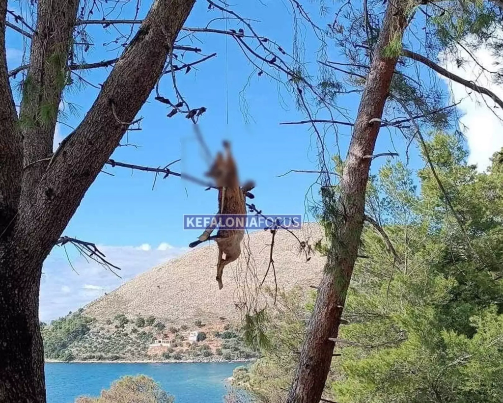 Κτηνωδία στην Κεφαλονιά: Σκότωσαν και σταύρωσαν αλεπού πάνω σε δέντρο (σκληρές εικόνες)