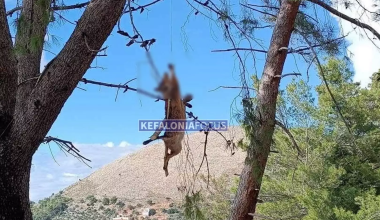 Κτηνωδία στην Κεφαλονιά: Σκότωσαν και σταύρωσαν αλεπού πάνω σε δέντρο (σκληρές εικόνες)