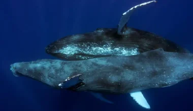 Εντοπίστηκαν μέχρι και ομοφυλόφιλες… φάλαινες: Φωτογράφοι κατέγραψαν τη στιγμή που δυο αρσενικές έκαναν σεξ