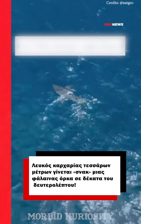 Λευκός καρχαρίας τεσσάρων μέτρων γίνεται «σνακ» μιας φάλαινας όρκα σε δέκατα του δευτερολέπτου!