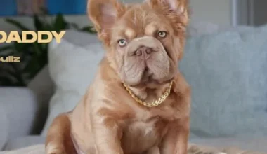 Αυτός είναι ο σκύλος που αξίζει πάνω από 100.000€ – Για ποιο λόγο θεωρείται τόσο πολύτιμος