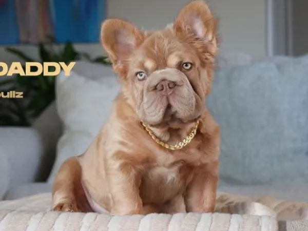 Αυτός είναι ο σκύλος που αξίζει πάνω από 100.000€ – Για ποιο λόγο θεωρείται τόσο πολύτιμος