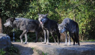 Κτηνοτρόφοι Ναυπακτίας για λύκους: «Μου έχουν φάει ζώα – Αυτό το πράγμα δεν πρόκειται να συνεχιστεί άλλο»