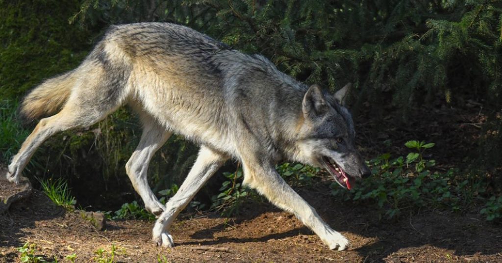 Ιόνια Οδός: Η στιγμή που λύκος τρέχει στον αυτοκινητόδρομο και μετά χάνεται μέσα στο δάσος (βίντεο)