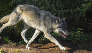Ιόνια Οδός: Η στιγμή που λύκος τρέχει στον αυτοκινητόδρομο και μετά χάνεται μέσα στο δάσος (βίντεο)