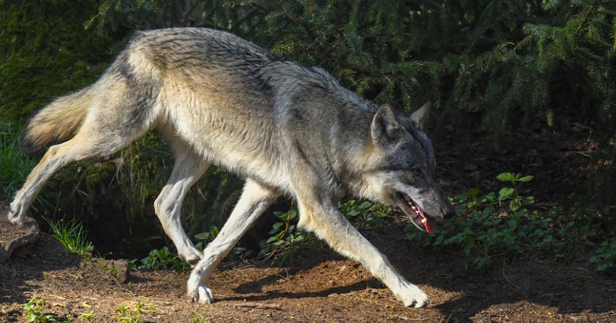 Ιόνια Οδός: Η στιγμή που λύκος τρέχει στον αυτοκινητόδρομο και μετά χάνεται μέσα στο δάσος (βίντεο)