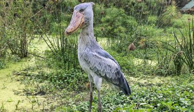Shoebill: Το πτηνό που έχει ύψος 1,5 μέτρο και μπορεί να σκοτώσει μέχρι και… κροκόδειλους (βίντεο)