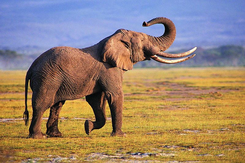 Αυτό το ήξερες; – Οι ελέφαντες κοιμούνται μόνο 2 ώρες την ημέρα