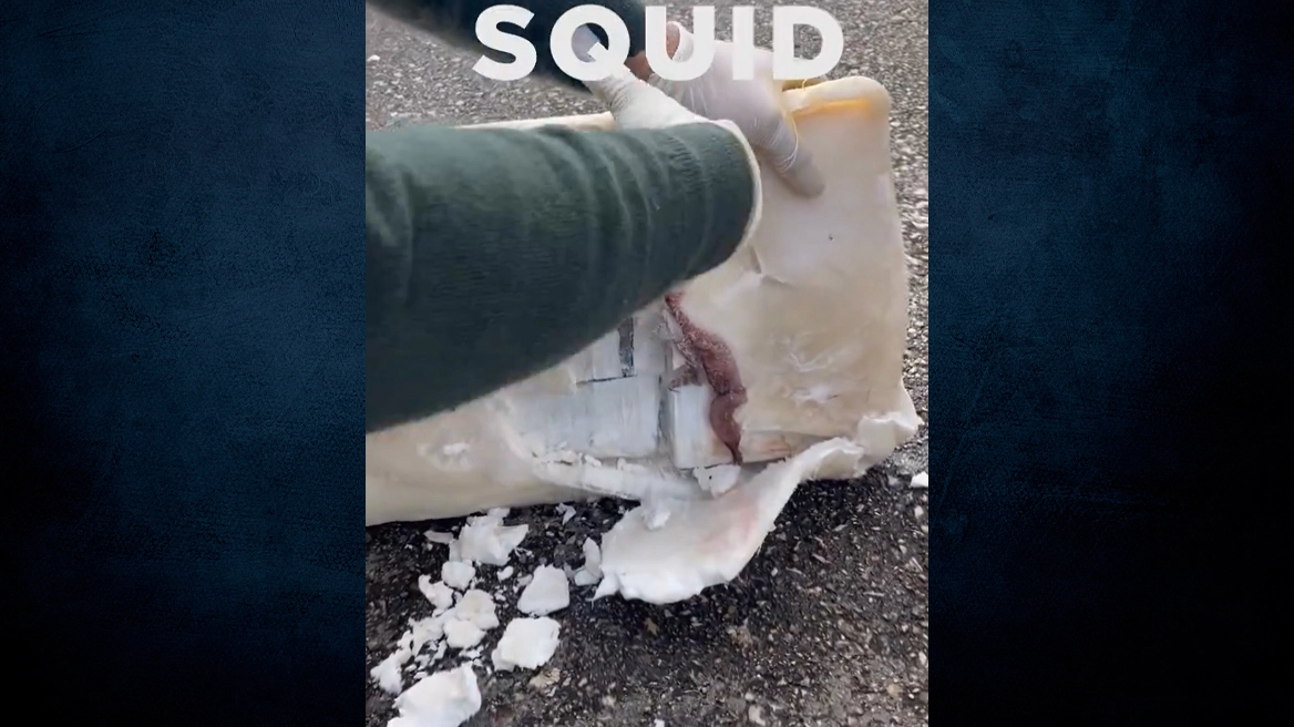 Η πορτογαλική αστυνομία κατέσχεσε πάνω από 1,3 τόνους κοκαΐνης – Ήταν κρυμμένη μέσα σε κατεψυγμένα ψάρια (βίντεο)