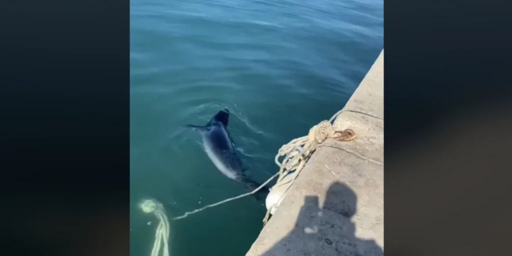 Θεσσαλονίκη: Φώκια «πιάστηκε στα πράσα» να κάνει βουτιές στην παραλία της Νέα Μηχανιώνας (βίντεο)