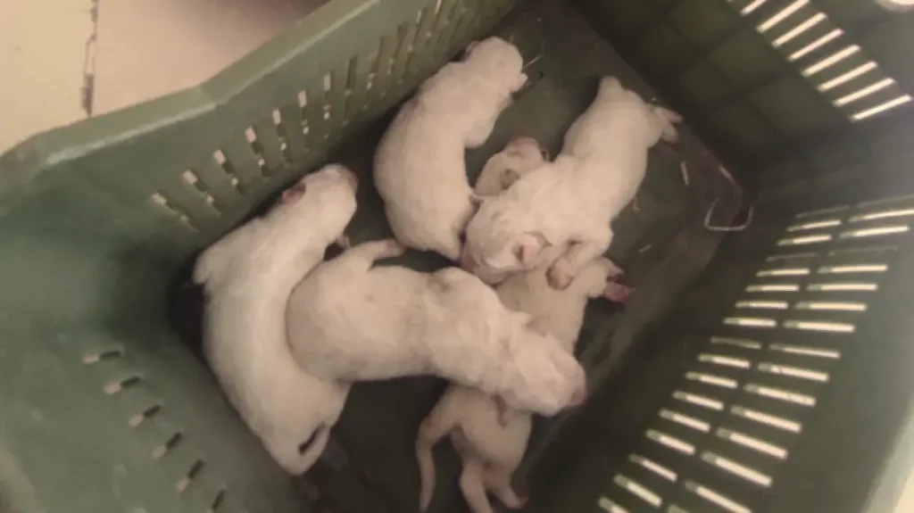 Ηράκλειο: Ασυνείδητος πέταξε σε τσουβάλι 10 νεογέννητα κουτάβια (βίντεο) 