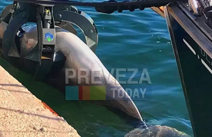 Νεκρό δελφίνι ξεβράστηκε στο λιμάνι της Πρέβεζας (φώτο)