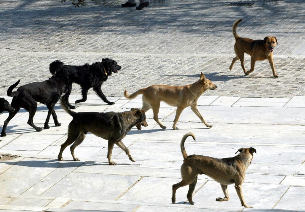 Βόλος: Ο Δήμος Αλμυρού απαγόρευσε στους κατοίκους να ταΐζουν τα αδέσποτα ζώα