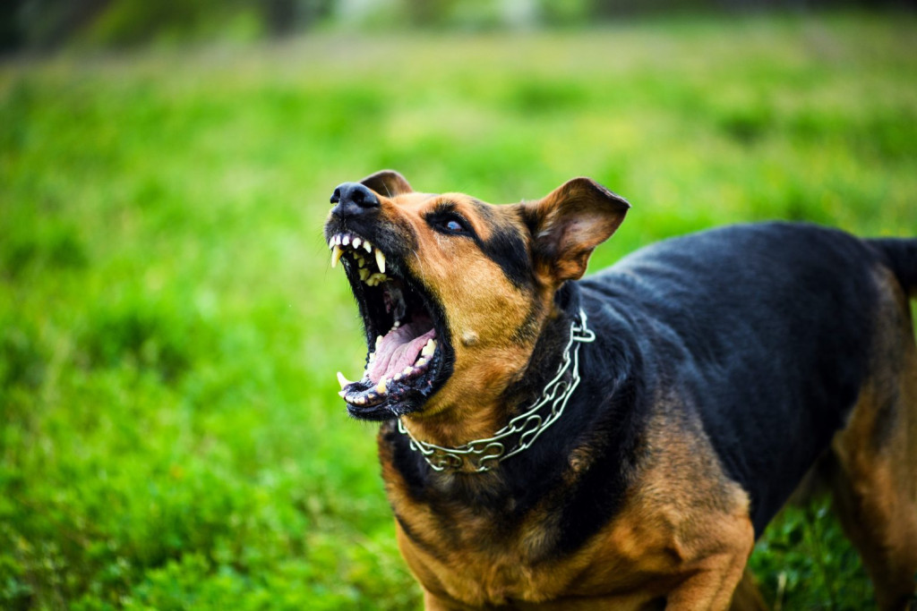 Φθιώτιδα: Σκυλιά επιτέθηκαν σε 90χρονη – Έσπασε το ισχίο της 