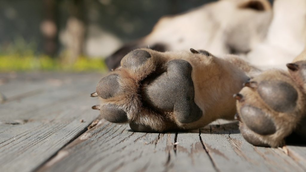 Ζάκυνθος: Χειροπέδες σε 35χρονο Ελβετό που κατηγορείται ότι πυροβόλησε και σκότωσε σκύλο