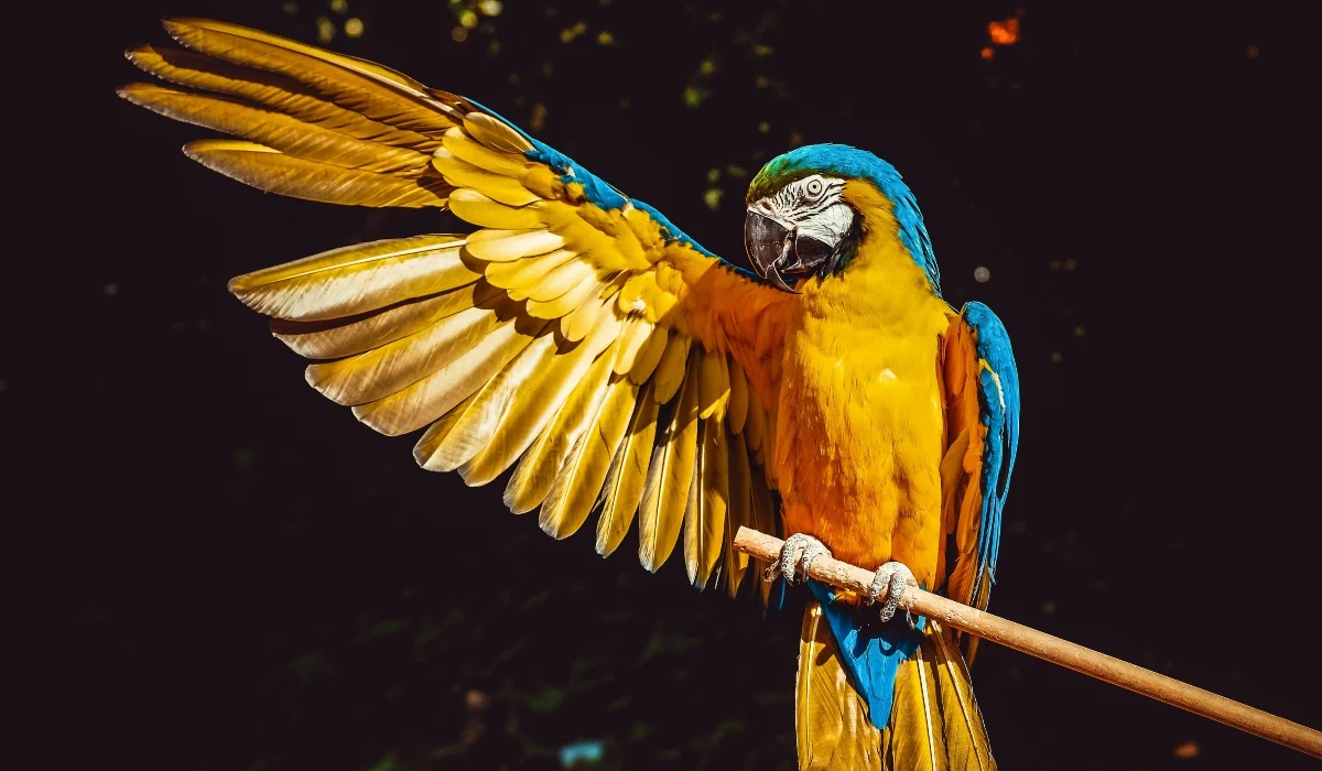 ΠΟΥ: Ανησυχία για την ψιττάκωση – Πώς μεταδίδεται και ποιοι κινδυνεύουν περισσότερο