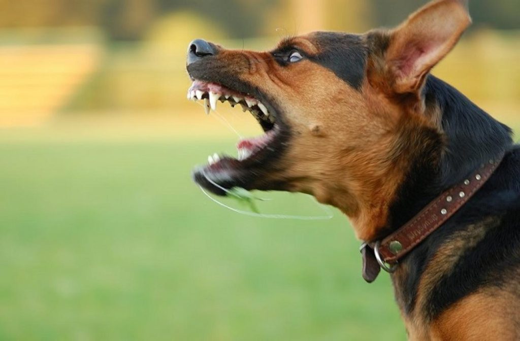 Αλόννησος: Σκύλος δάγκωσε 33χρονο άνδρα στο πρόσωπο και του έκοψε το χείλος!