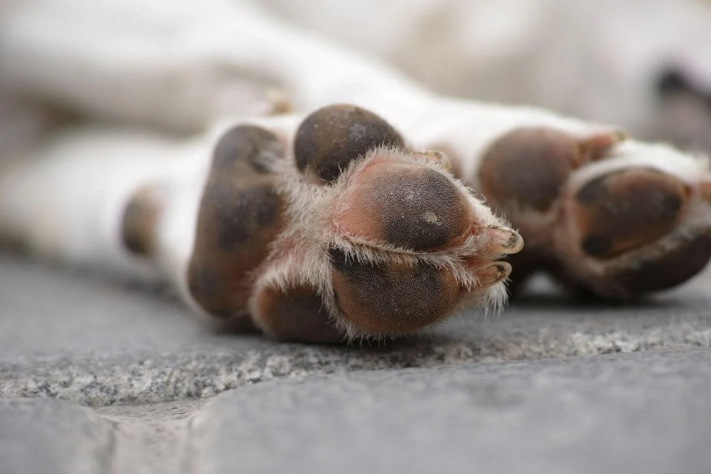 Ζάκυνθος: Βρέθηκε ο σκύλος που κατηγορούσαν ότι σκότωσε ο 35χρονος Ελβετός – Αλλάζουν τα δεδομένα