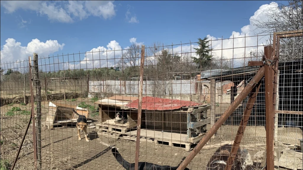 Θεσσαλονίκη: Συνελήφθη 52χρονη που φιλοξενούσε 94 σκυλιά υπό άθλιες συνθήκες υγιεινής (φωτο)