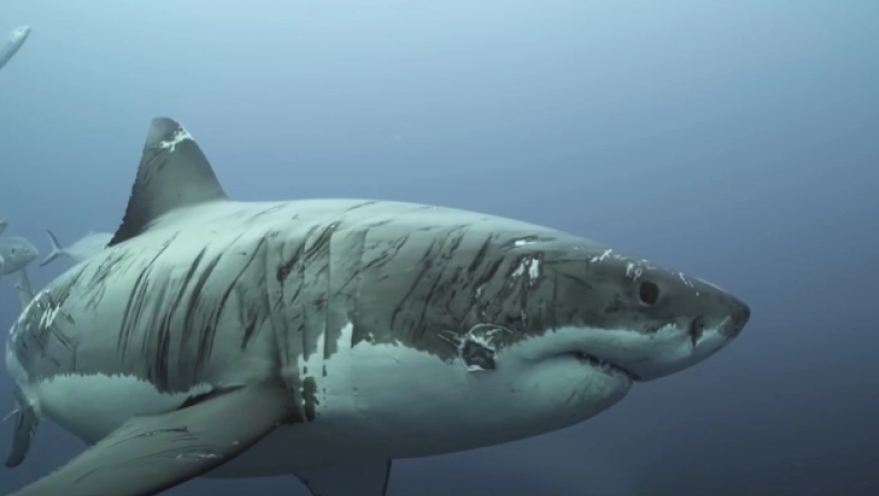 Αυστραλία: Αυτός είναι ο «σημαδεμένος» καρχαρίας που έχει τραβήξει τα βλέμματα των ειδικών (βίντεο) 