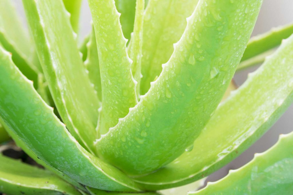 Αλόη: Τα οφέλη και οι θεραπευτικές ιδιότητες που έχει