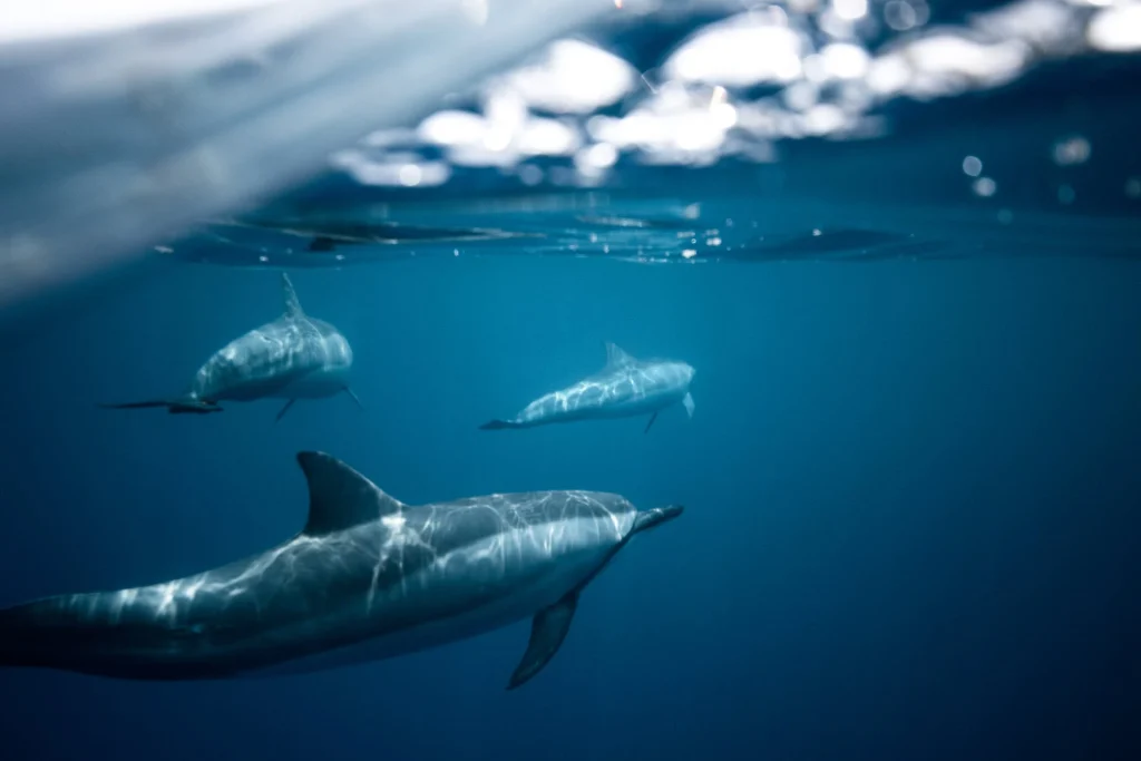Τα δελφίνια χρησιμοποιούν το σφύριγμα για να μεταφέρουν την ταυτότητά τους το ένα στο άλλο