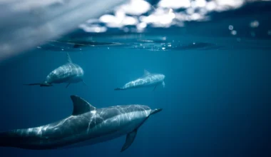 Τα δελφίνια χρησιμοποιούν το σφύριγμα για να μεταφέρουν την ταυτότητά τους το ένα στο άλλο