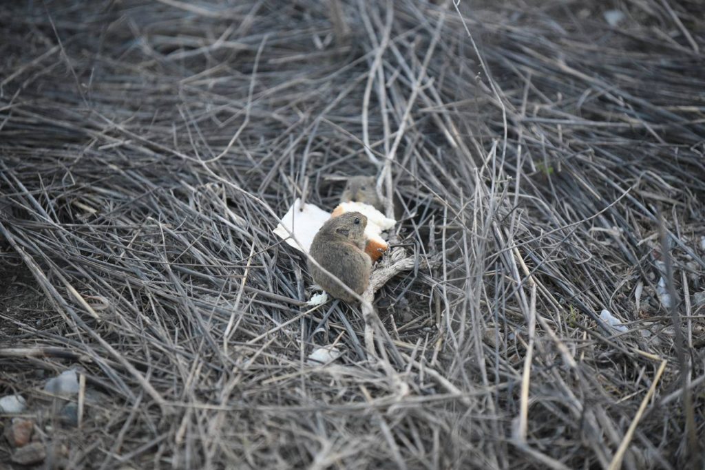 Λάρισα: Γειτονιά δίπλα σε σχολεία γέμισε με ποντίκια – Σε απόγνωση οι κάτοικοι (βίντεο)