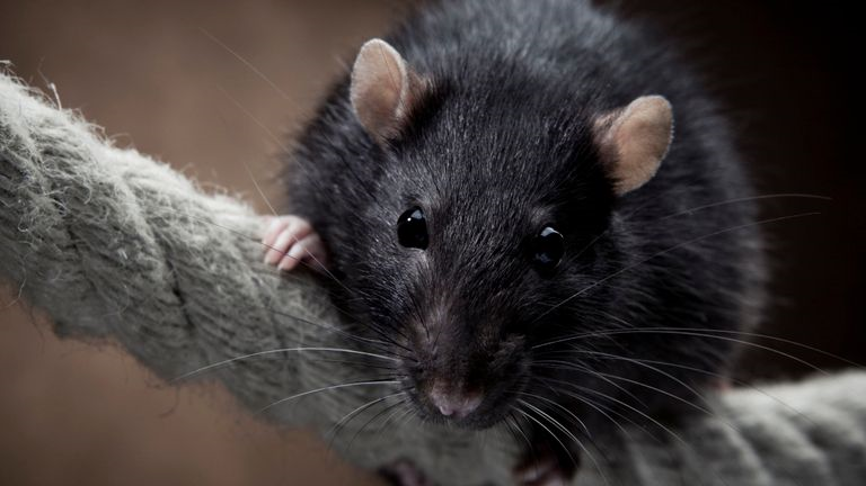 Οι αρουραίοι του Μάλμε «απειλούν» την Eurovision