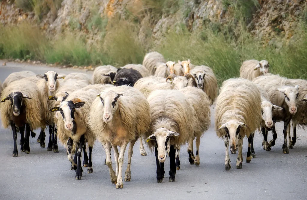 Κρήτη: «Εισβολή» ψύλλων στο νησί – Ανησυχία για τα αιγοπρόβατα