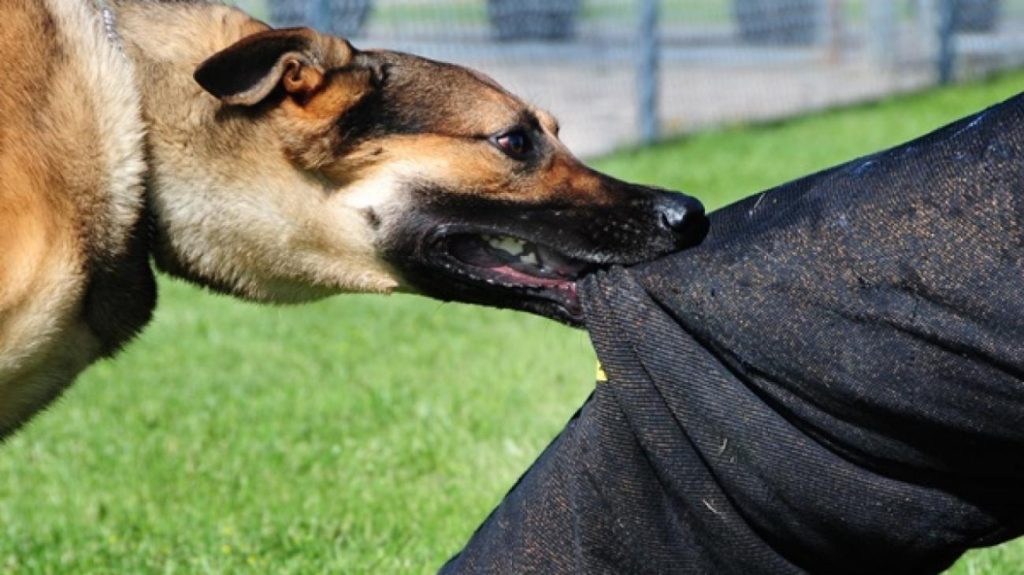 Βελεστίνο: Στο «φως» φωτογραφία λίγο μετά την επίθεση που δέχτηκε 13χρονη από αδέσποτο – Της έσκισε όλο το παντελόνι