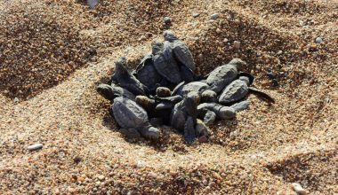 Η στιγμή που εκατοντάδες μικρά χελωνάκια μπαίνουν για πρώτη φορά στη θάλασσα (βίντεο)