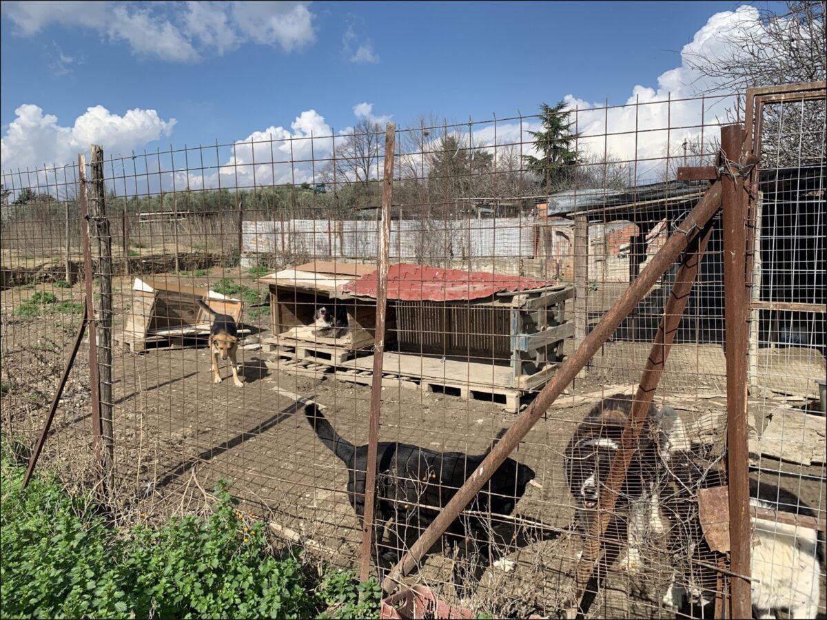 Θεσσαλονίκη: Αθωώθηκε η 52χρονη που συνελήφθη γιατί είχε 94 σκυλιά στο σπίτι της