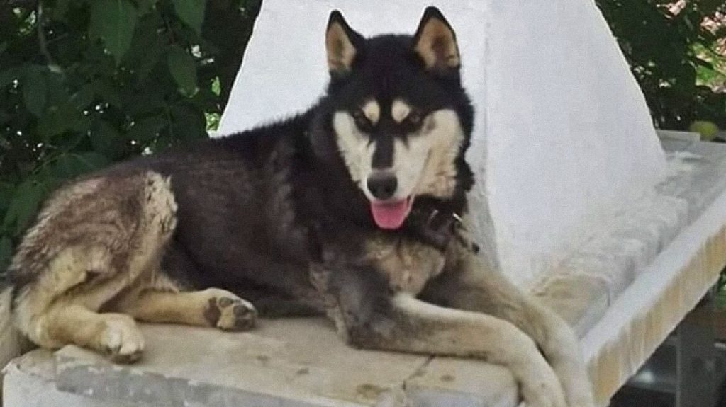 Θάνατος χάσκι στην Αράχωβα: «Ήμουν σίγουρη ότι η αλήθεια θα λάμψει» λέει η κτηνίατρος που εξέτασε πρώτη τον Όλιβερ