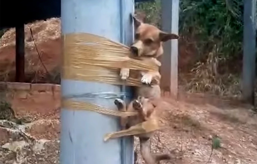 Φρίκη στην Κολομβία: Άνδρας έδεσε σκυλάκι σε κολώνα με μονωτική ταινία (βίντεο)