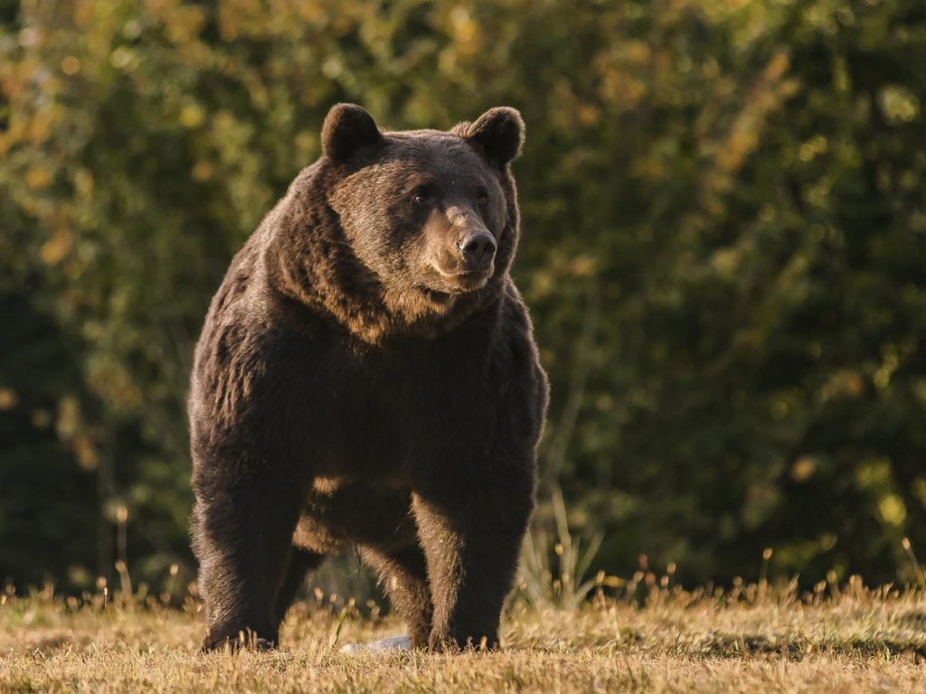 Σλοβακία: Νέο βίντεο με την αρκούδα που έχει σκορπίσει τον τρόμο – Αποσύρθηκε στο νερό μετά τις επιθέσεις