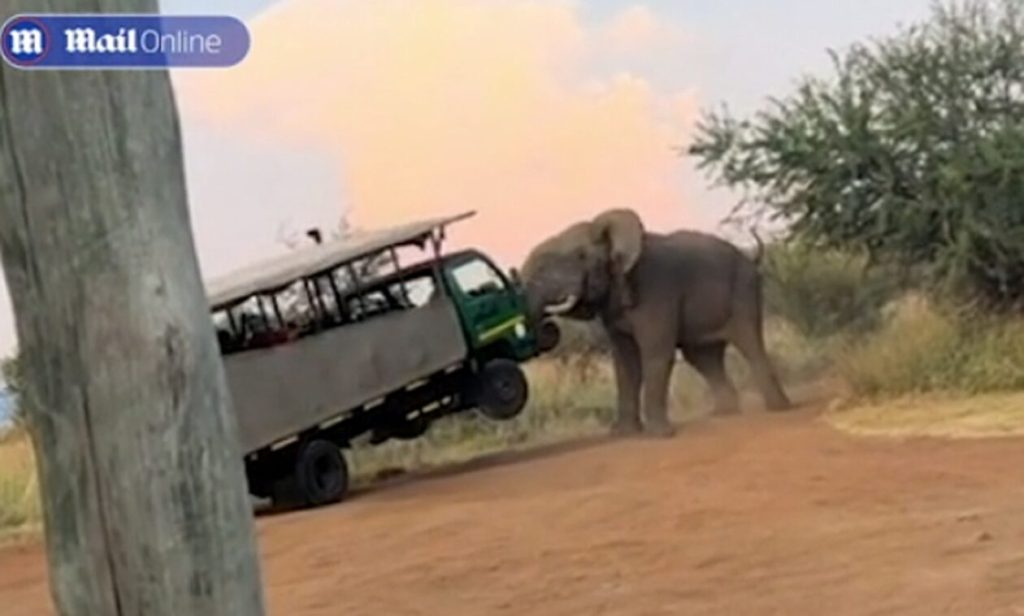 Τουρίστες πήγαν για σαφάρι με λεωφορείο… αλλά τους «σήκωσε» στον αέρα ένας ελέφαντας
