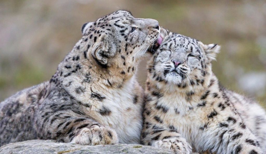 Σπάνιες λεοπαρδάλεις του χιονιού θα φιλοξενηθούν σε ζωολογικό κήπο για πρώτη φορά μετά από 93 χρόνια (βίντεο)