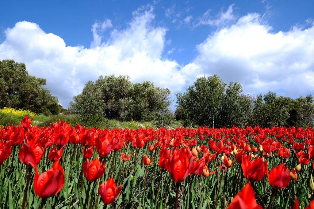 Αυτός είναι ο μεγαλύτερος κήπος με τουλίπες στον κόσμο ηλικίας 75 ετών (φώτο)