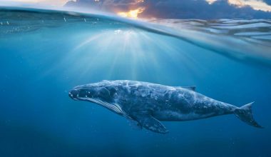 Βίντεο: Δύτης κολυμπά δίπλα από μία… φάλαινα