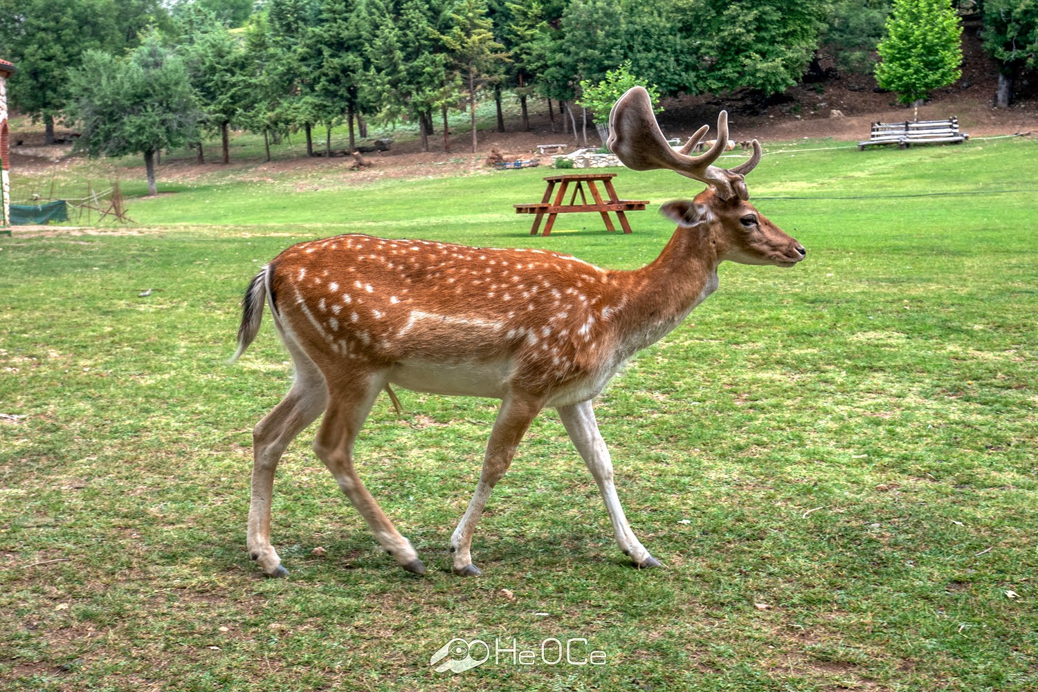 Αμύνταιο: Ελάφια «επισκέπτονται» αυλές σπιτιών στον Αγ.Παντελεήμονα (φώτο)