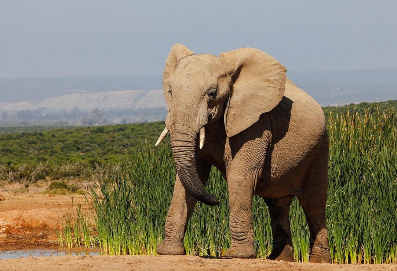Βίντεο: Ελέφαντας σήκωσε κυριολεκτικά στον αέρα λεωφορείο με τουρίστες