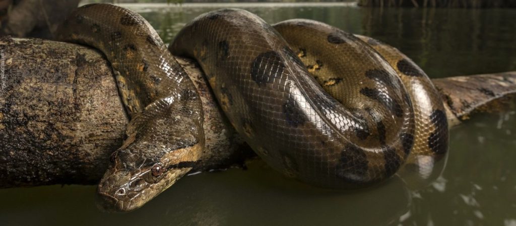 Το μυστήριο του «Νησιού των Φιδιών»: Λίγοι τολμούν να το επισκεφτούν