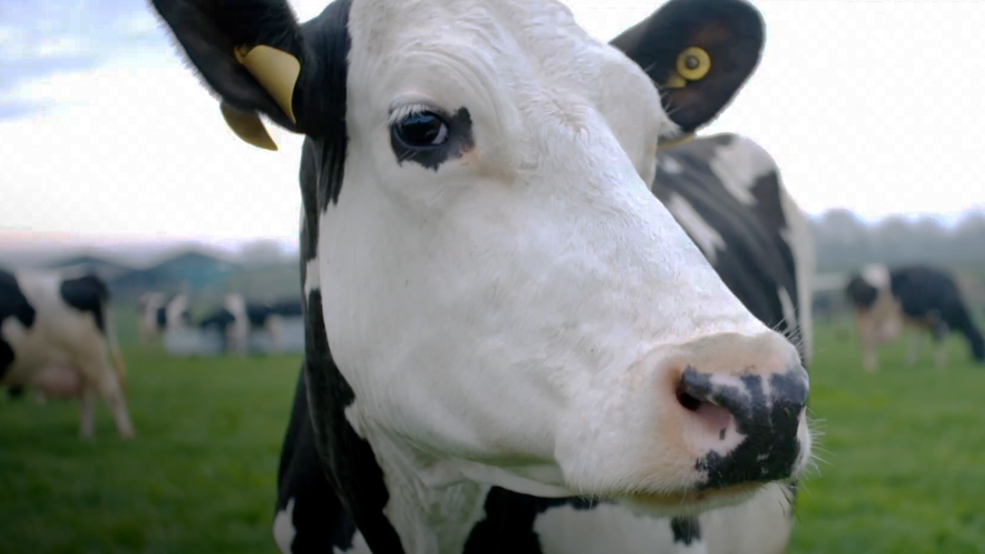 Γρίπη των πτηνών: Εξάπλωση σε αγελάδες και κατσίκες – Είναι ασφαλής η κατανάλωση γάλακτος;