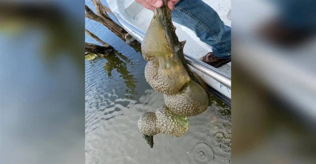 Οκλαχόμα: Εντοπίστηκαν «εξωγήινα» αυγά σε δεξαμενή – Τι υποστηρίζουν οι επιστήμονες (φώτο)