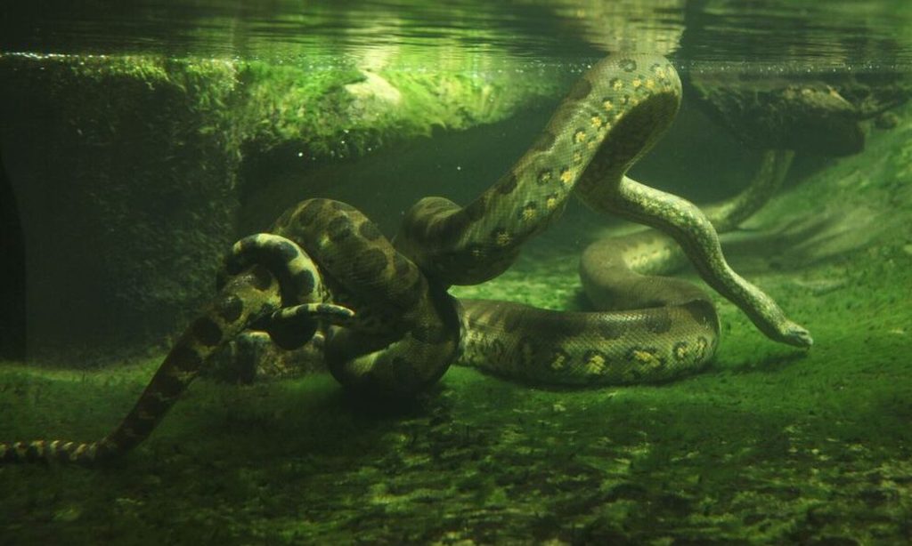 Αμαζόνιος: Σκότωσαν το μεγαλύτερο φίδι στον κόσμο ένα μήνα μετά την ανακάλυψή του