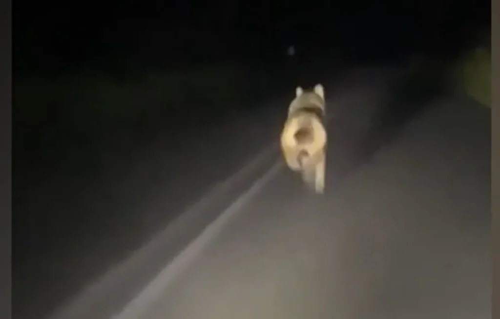 Παρέα νέων κυνηγάει λύκο με το αυτοκίνητο για να διασκεδάσει (βίντεο)