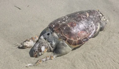 Χελώνα καρέτα καρέτα ξεβράστηκε νεκρή σε παραλία στα Μεσάγγαλα της Λάρισας